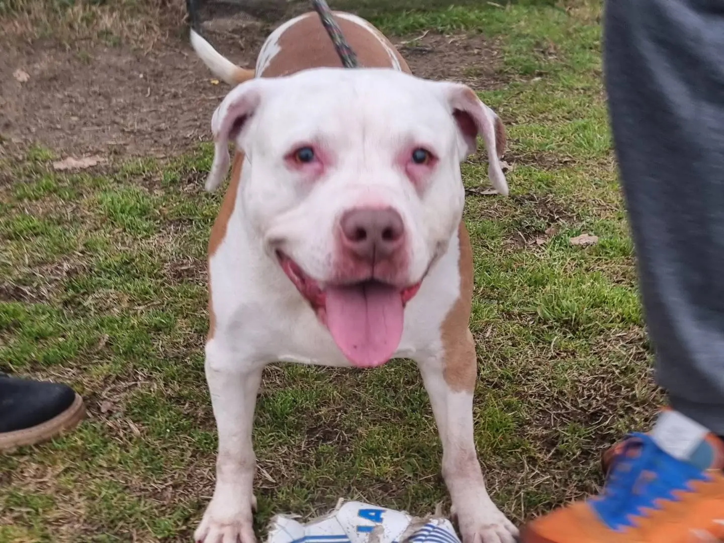 Adotta un cane, maschio, 3 anni e 5 mesi, Pavia