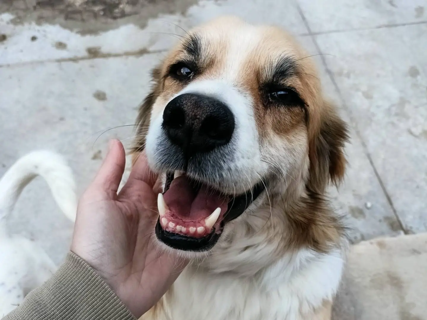 Adotta un cane, maschio, 7 anni e 8 mesi, Latina