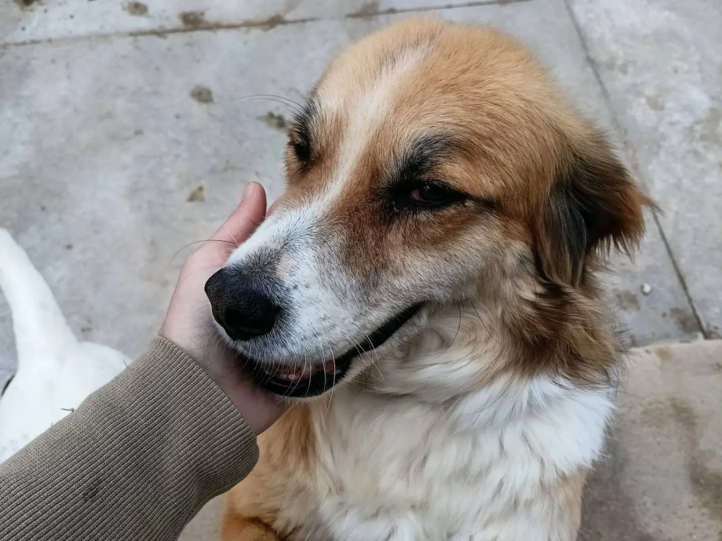 Adotta un cane, taglia media, maschio, Latina