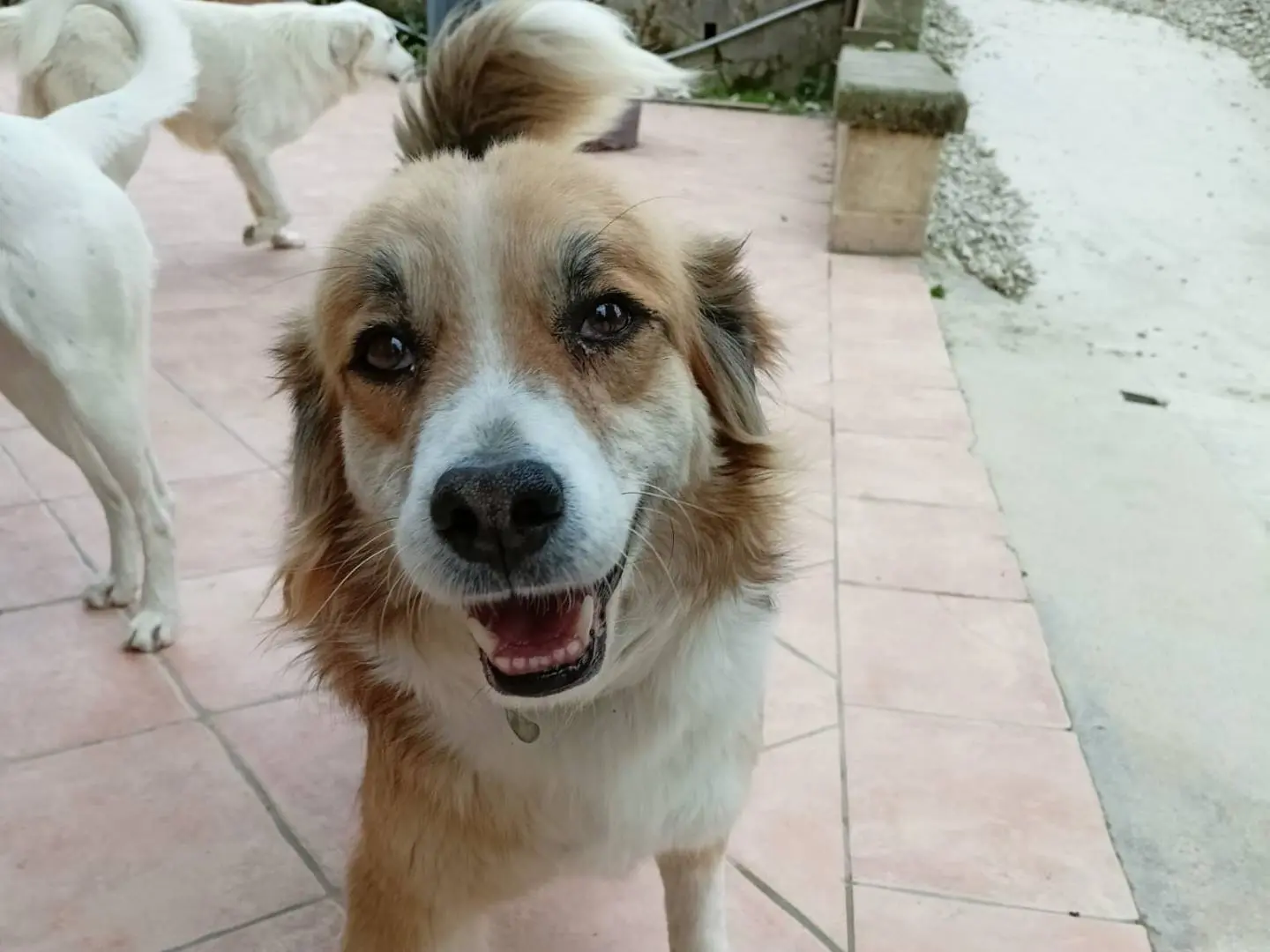 Adozione cane, maschio, Razza sconosciuta Razza sconosciuta, 7 anni e 8 mesi, taglia media, Latina