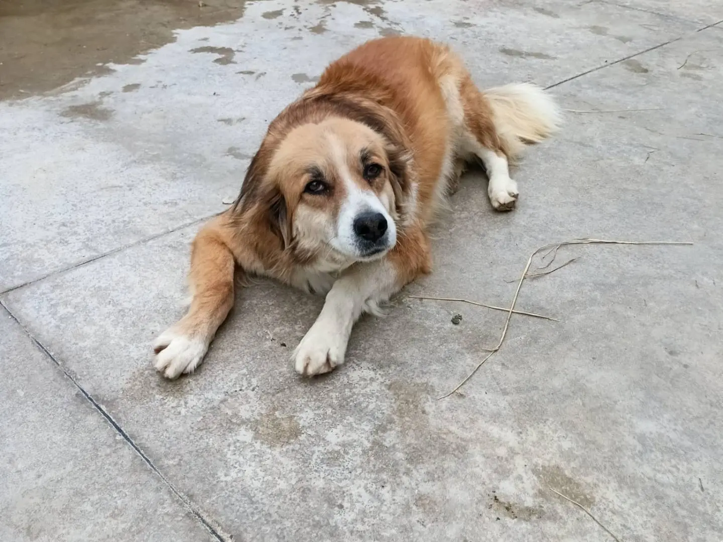 Adotta il cane Aniello a Latina
