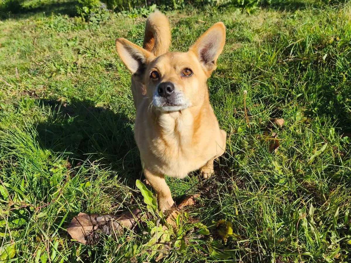 Adotta un cane, maschio, 7 anni e 10 mesi, Avellino
