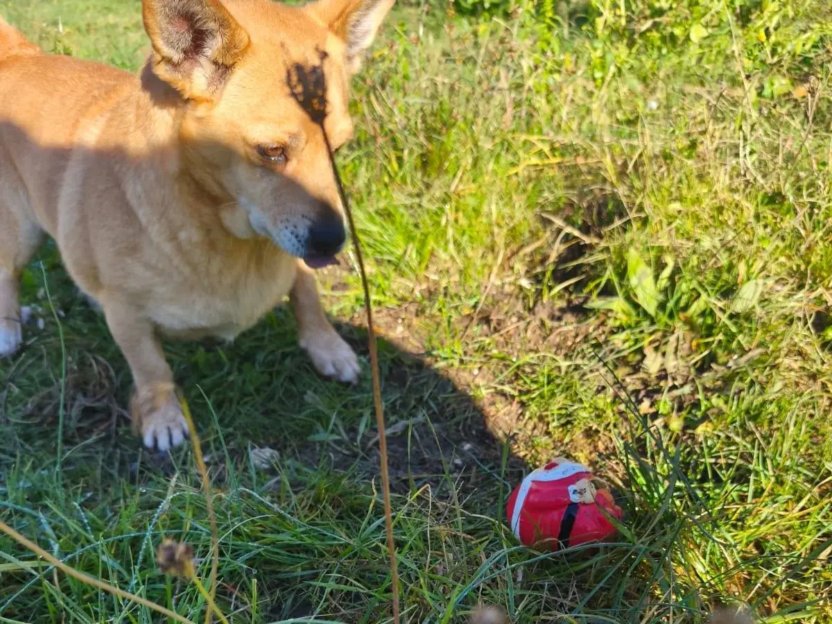 Vuoi adottare un cane a Avellino?