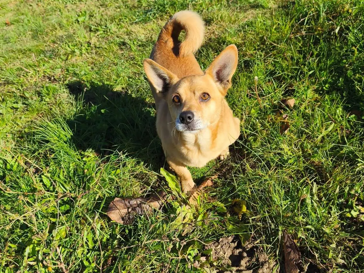 Adozione cane, maschio, Razza sconosciuta Razza sconosciuta, 7 anni e 10 mesi, taglia piccola, Avellino