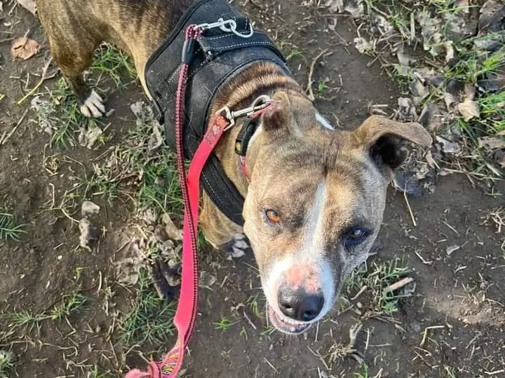 Adozione cane, femmina, Pitbull, 6 anni e 9 mesi, taglia media, Napoli