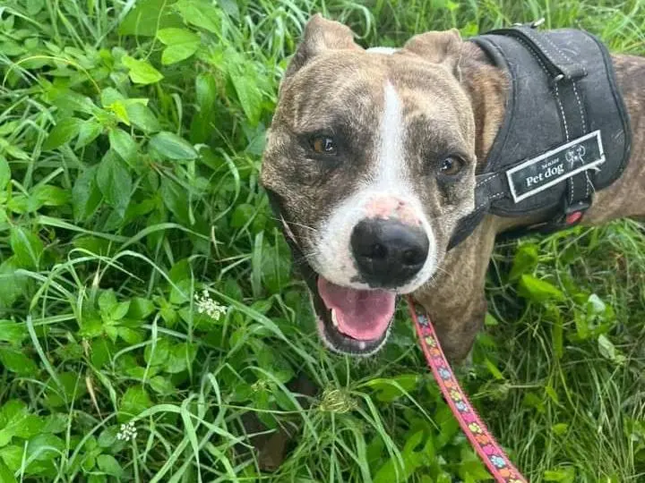 Adotta un cane, femmina, 6 anni e 9 mesi, Napoli