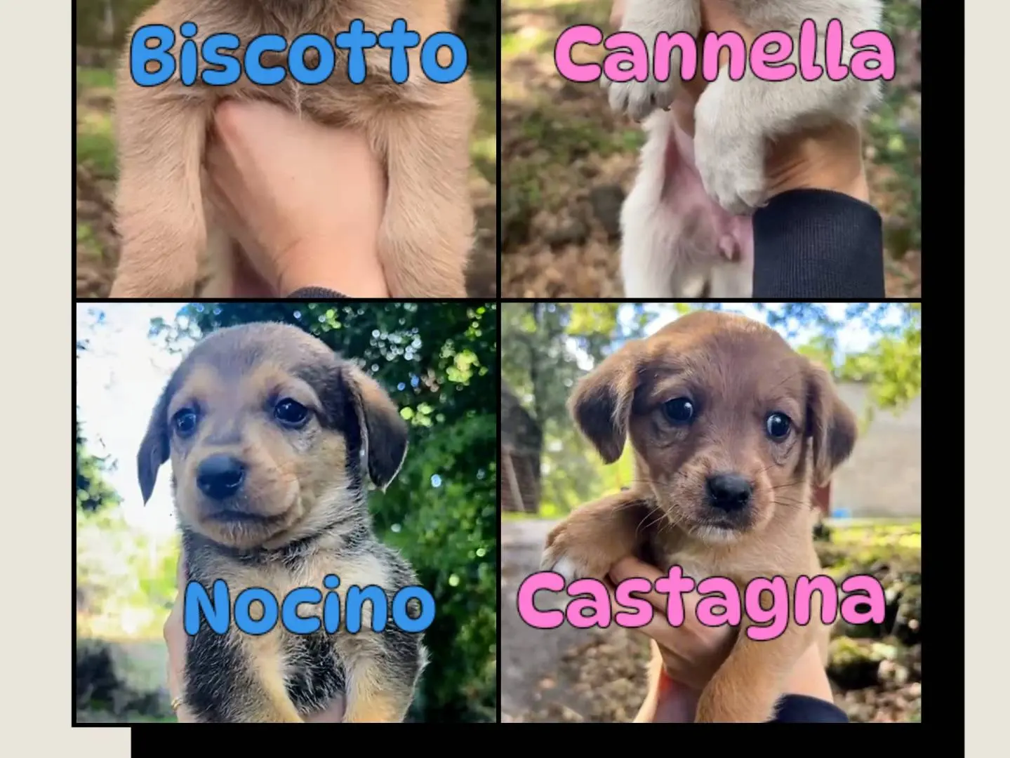 Adotta un cane, femmina, 2 mesi, Catania