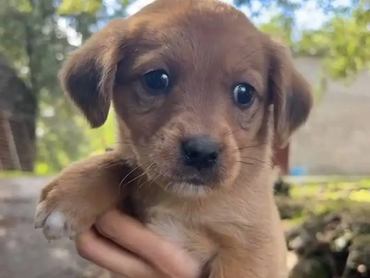 Adozione cane, femmina, Razza sconosciuta Razza sconosciuta, 2 mesi, taglia media, Catania