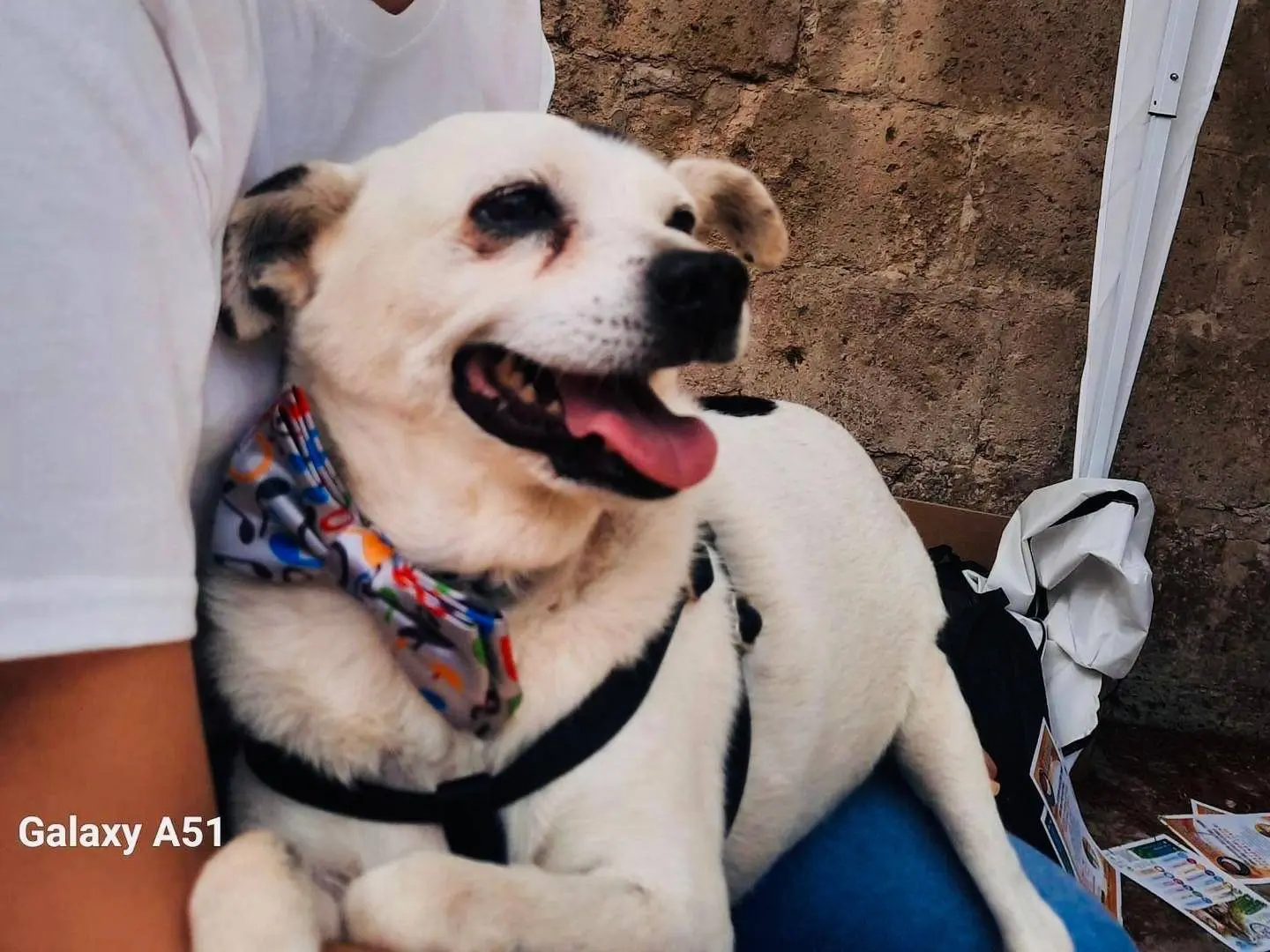 Adozione cane, maschio, Razza sconosciuta Razza sconosciuta, 9 anni, taglia piccola, Caserta