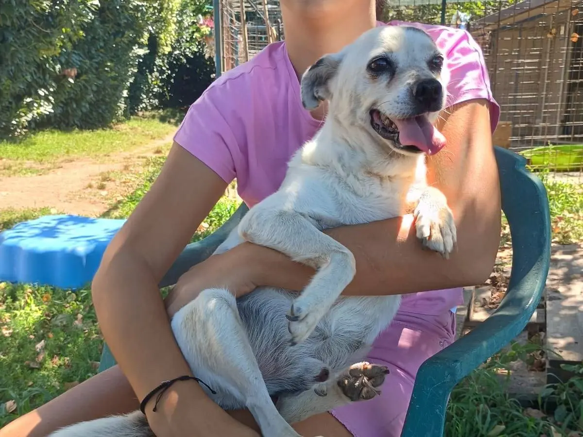 Adotta un cane, taglia piccola, maschio, Caserta