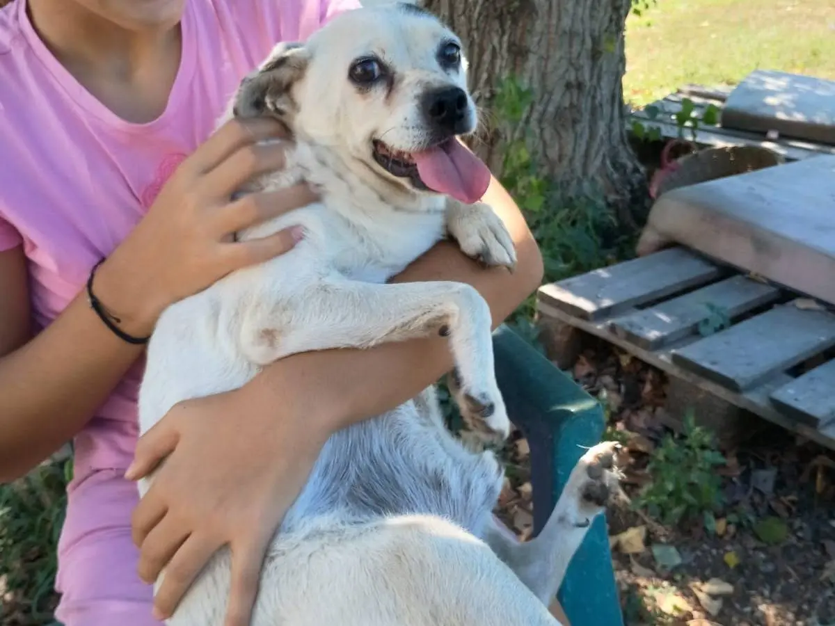 Vuoi adottare un cane a Caserta?