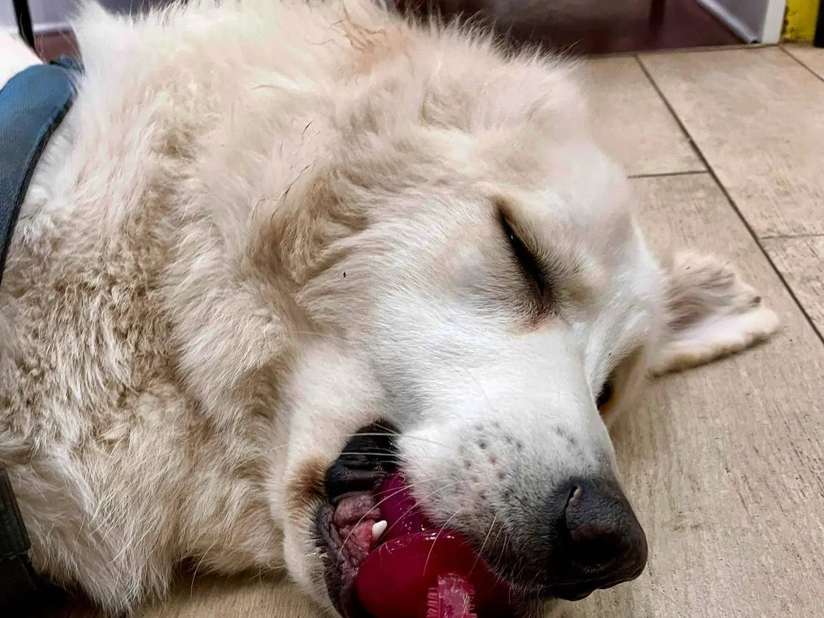 Adotta il cane Artù a Milano