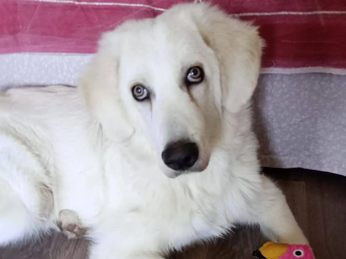 Adozione cane, maschio, Pastore maremmano Razza sconosciuta, 1 anno e 8 mesi, taglia grande, Milano