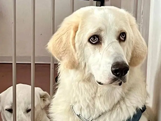 Adotta un cane, maschio, 1 anno e 8 mesi, Milano