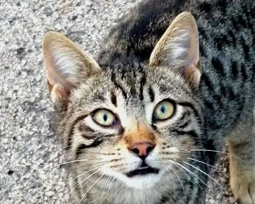 Foto 2 dell'animale