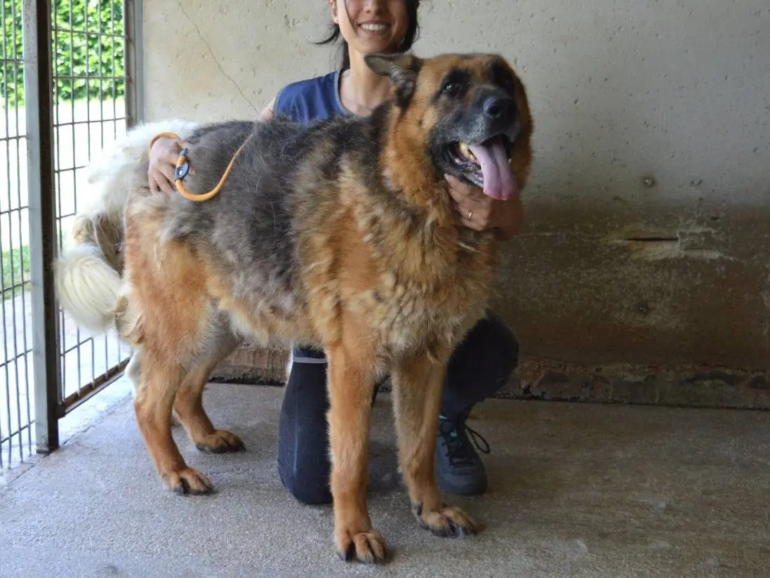 Adotta il cane Baley a Roma