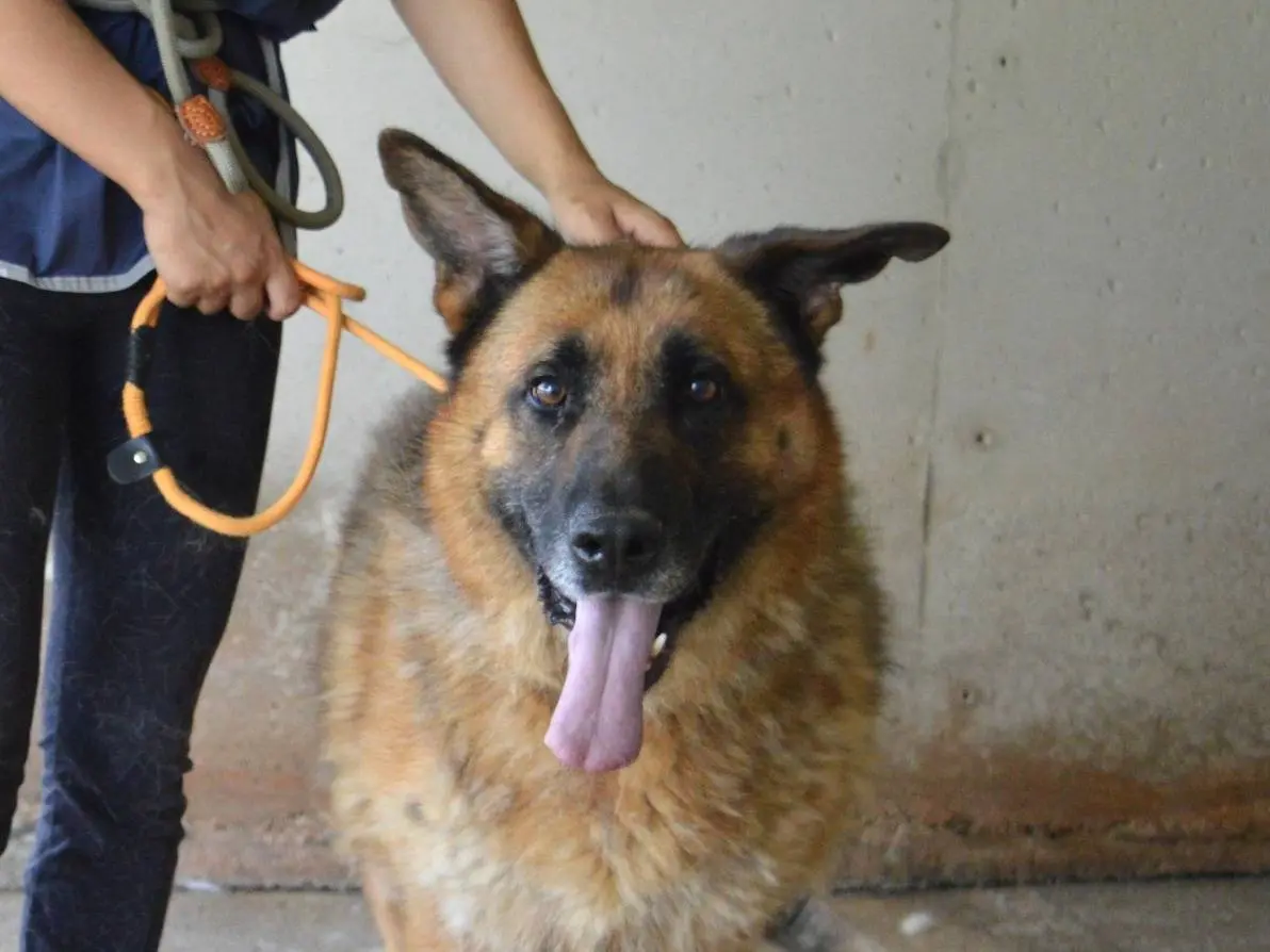 Adozione cane, maschio, Pastore tedesco Razza sconosciuta, 8 anni e 3 mesi, taglia grande, Roma