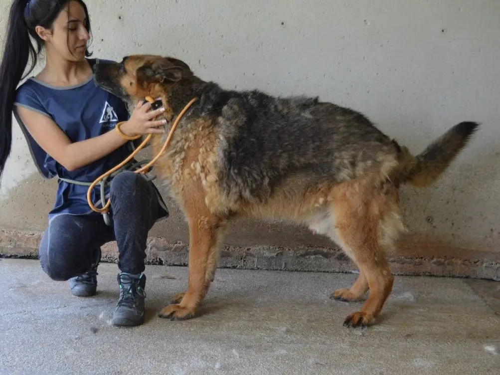 Adotta un cane, maschio, 8 anni e 3 mesi, Roma