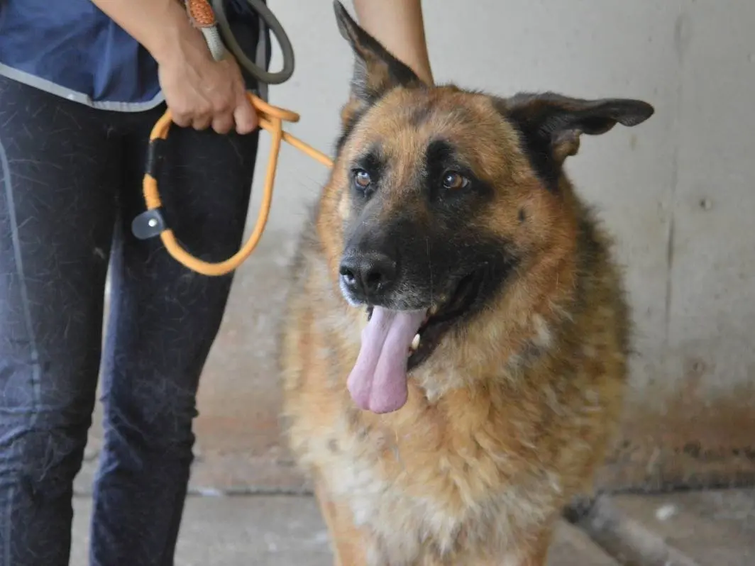 Adotta un cane, taglia grande, maschio, Roma