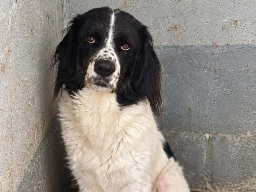 Adotta un cane, maschio, 5 anni e 1 mese, Forl