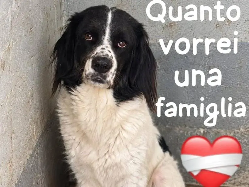Adozione cane, maschio, Razza sconosciuta Razza sconosciuta, 5 anni e 1 mese, taglia grande, Forl