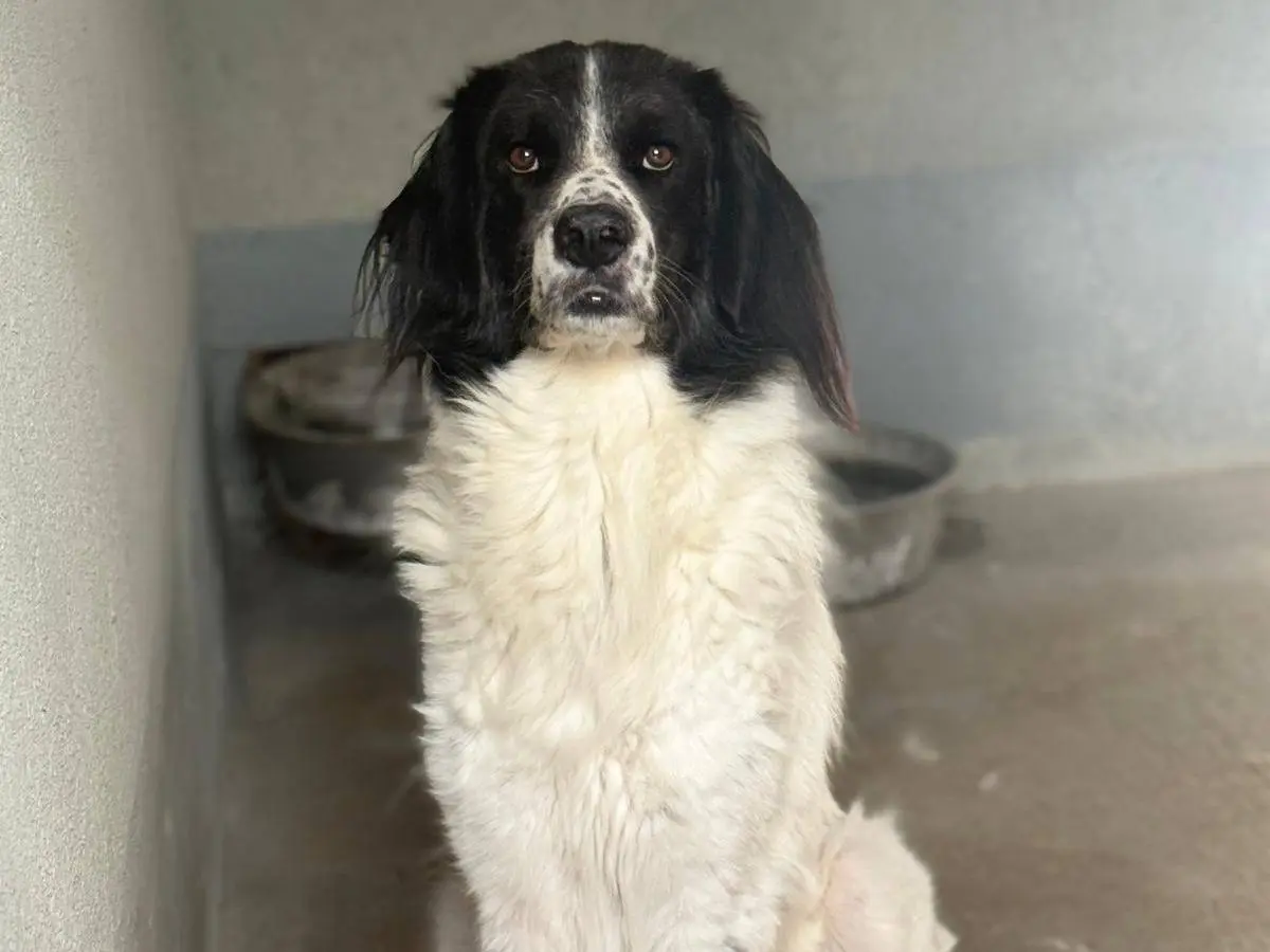 Adotta un cane, taglia grande, maschio, Forl