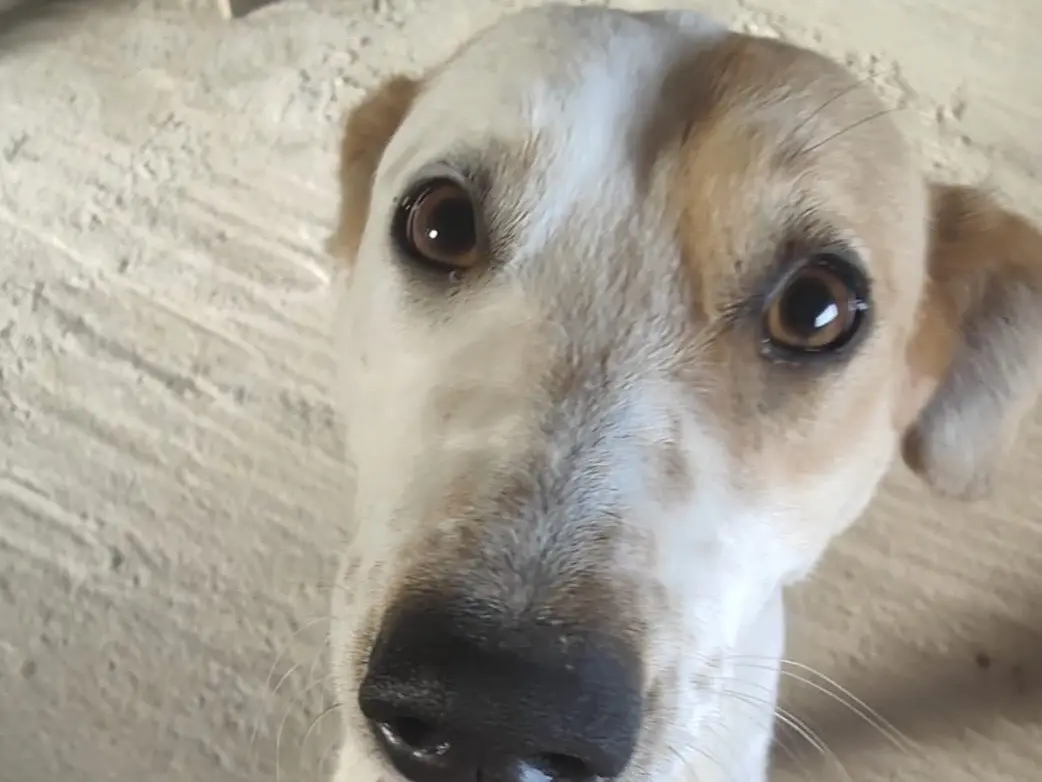 Adotta un cane, femmina, 2 anni e 9 mesi, Vibo