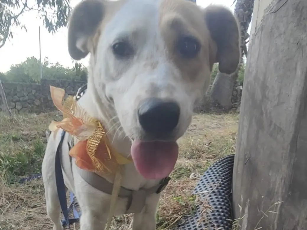 Adotta un cane, taglia media, femmina, Vibo
