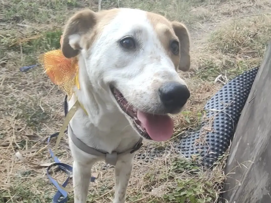 Adozione cane, femmina, Razza sconosciuta Razza sconosciuta, 2 anni e 9 mesi, taglia media, Vibo