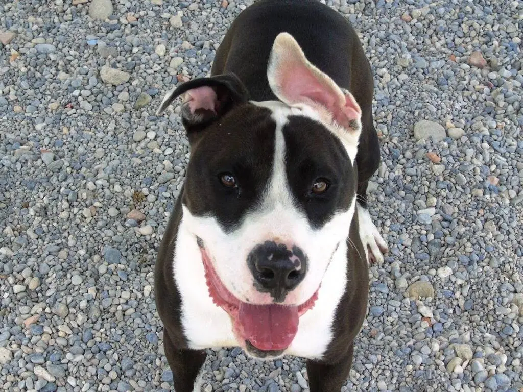 Adotta un cane, maschio, 5 anni e 11 mesi, Lodi