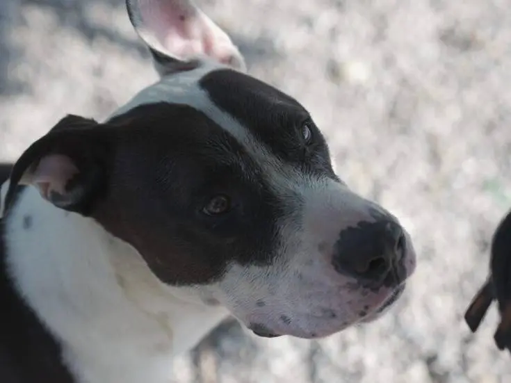 Adotta un cane, taglia grande, maschio, Lodi
