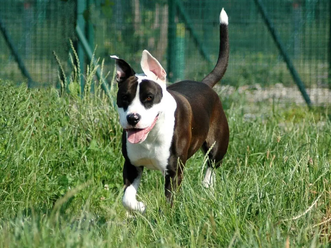 Adozione cane, maschio, Razza sconosciuta Razza sconosciuta, 5 anni e 11 mesi, taglia grande, Lodi