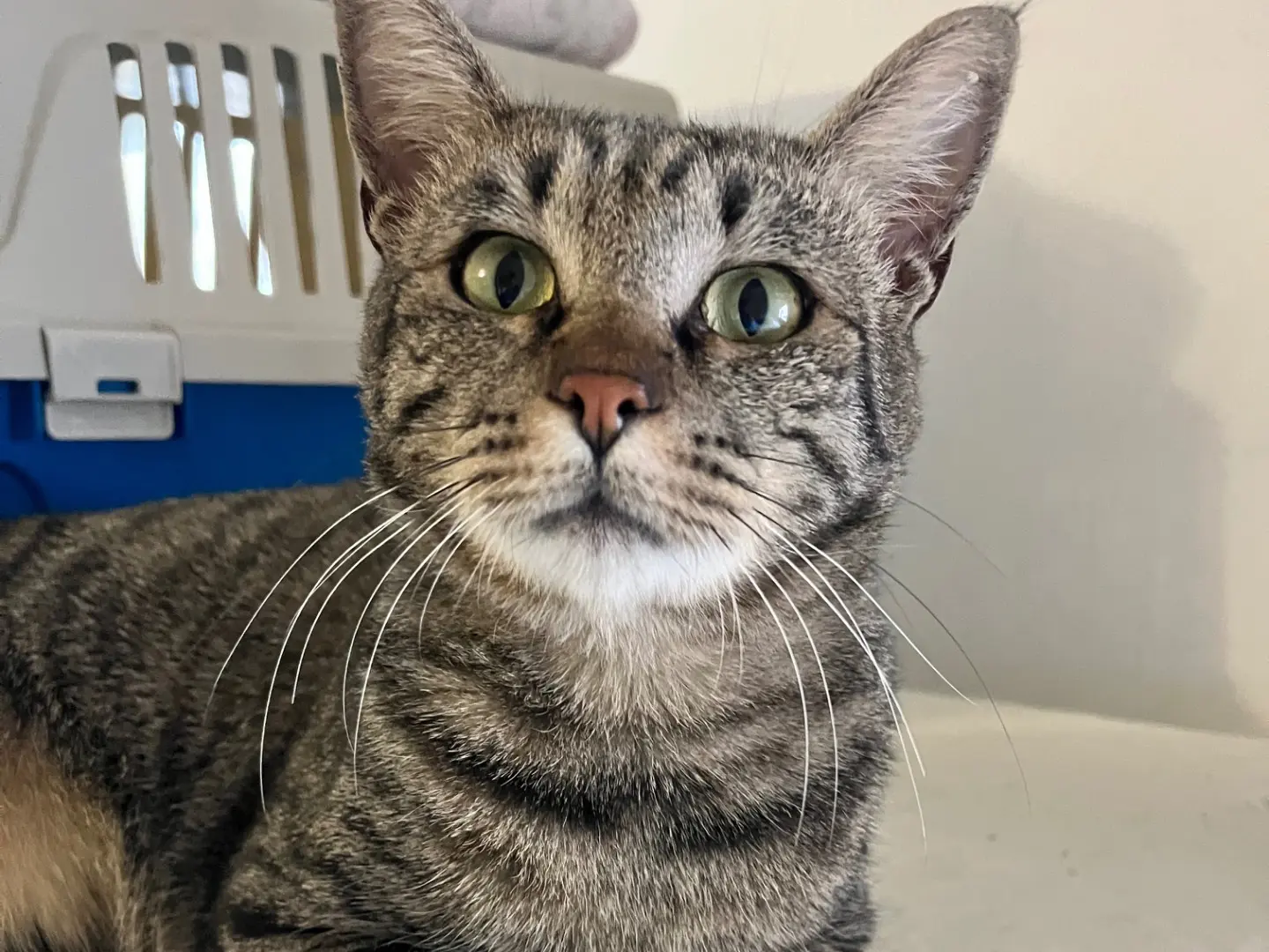 Adozione gatto, maschio, Razza sconosciuta Razza sconosciuta, 4 anni e 5 mesi, taglia non valida, Padova