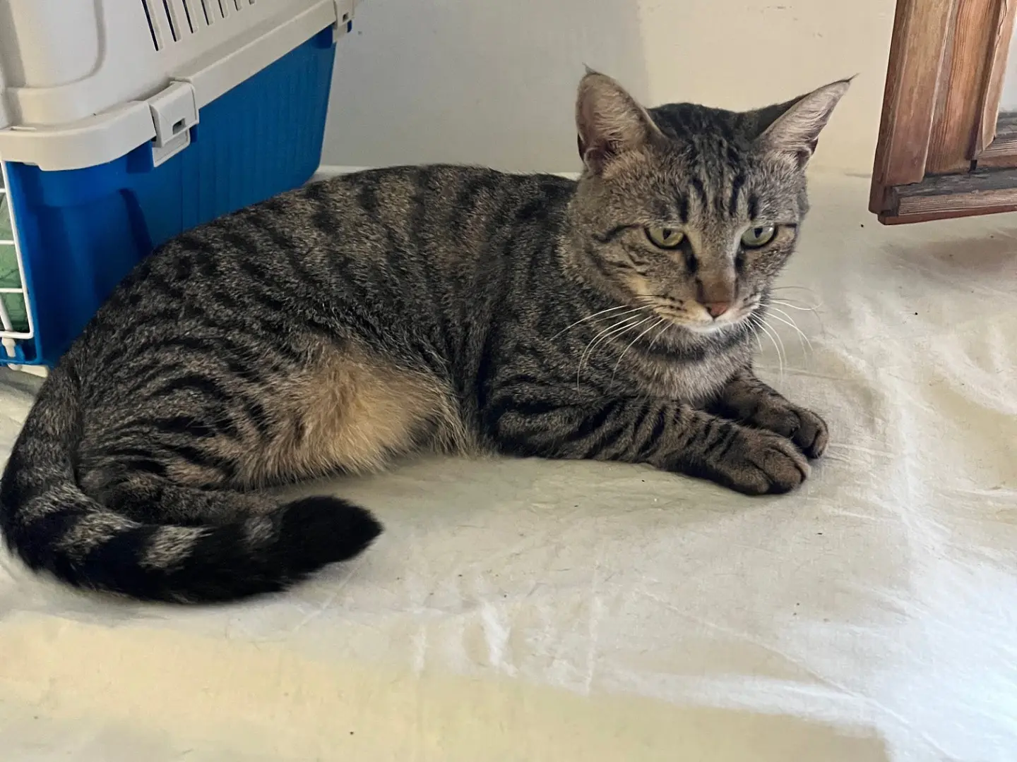 Adotta un gatto, maschio, 4 anni e 5 mesi, Padova