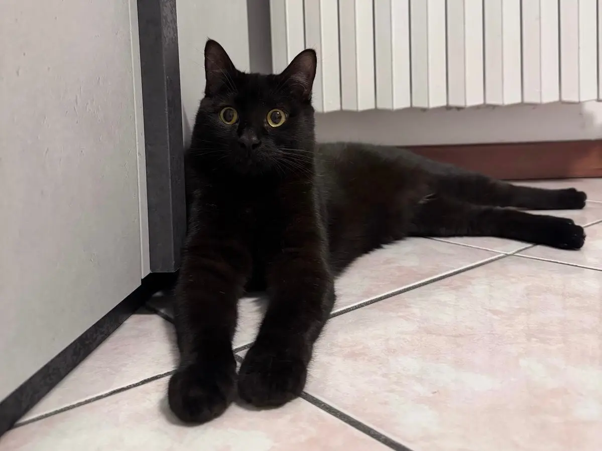 Adotta un gatto, maschio, 2 anni e 4 mesi, Bari