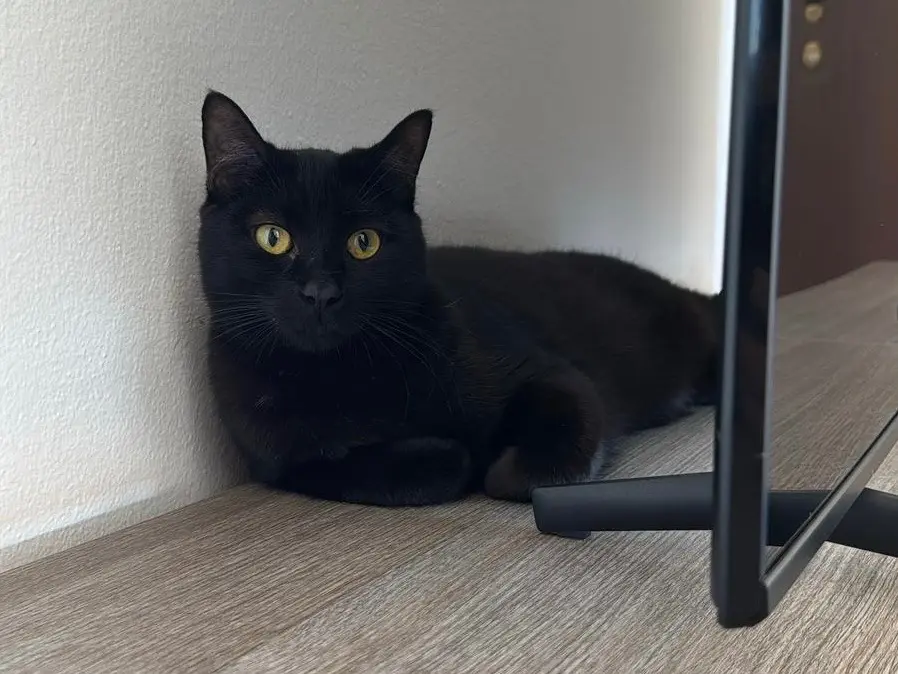 Adozione gatto, maschio, Razza sconosciuta Razza sconosciuta, 2 anni e 4 mesi, taglia non valida, Bari