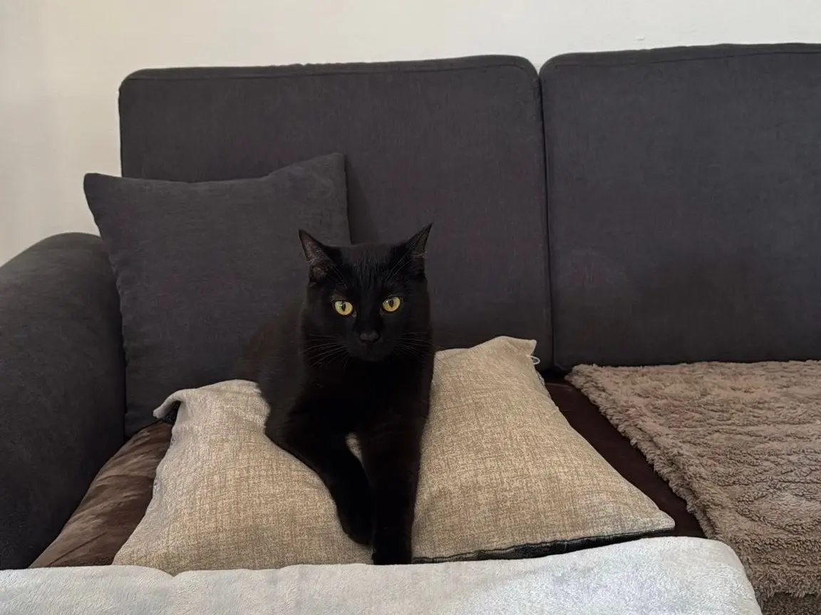 Adotta il gatto Sammy a Bari