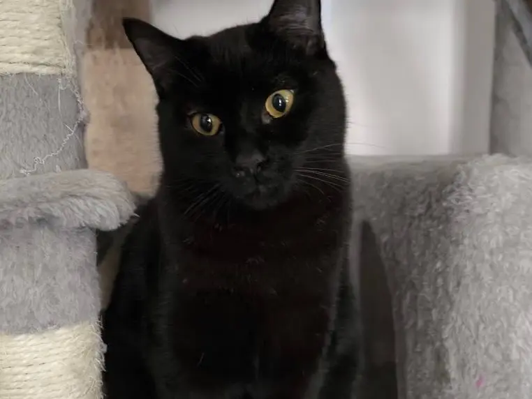 Vuoi adottare un gatto a Bari?