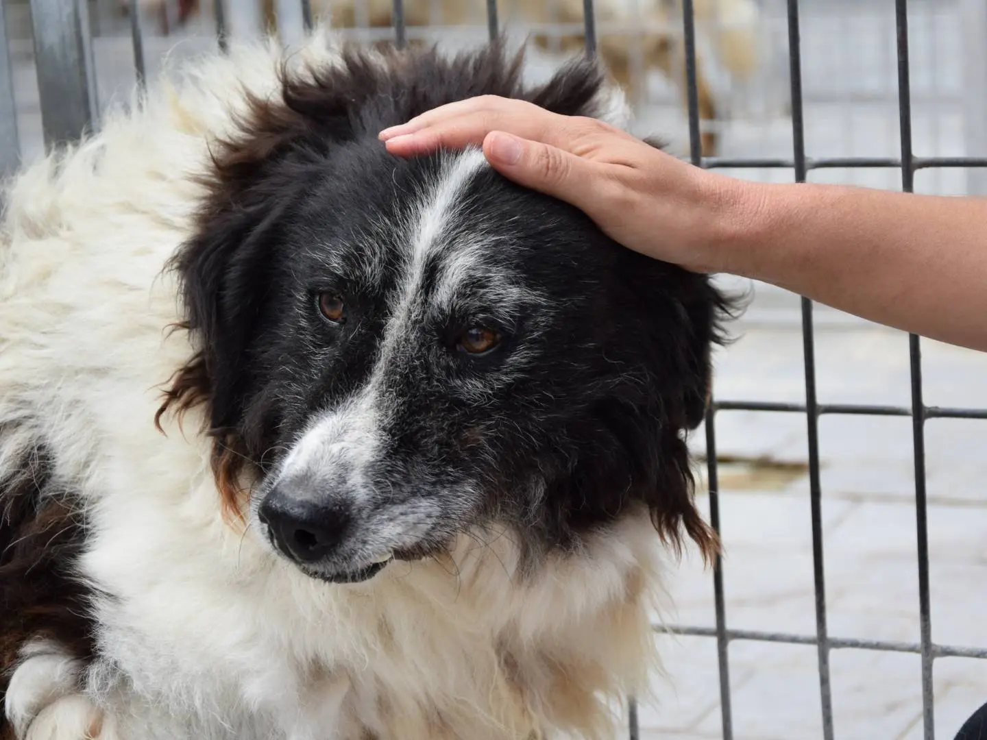 Adozione cane, femmina, Razza sconosciuta Razza sconosciuta, 12 anni e 11 mesi, taglia media, Chieti