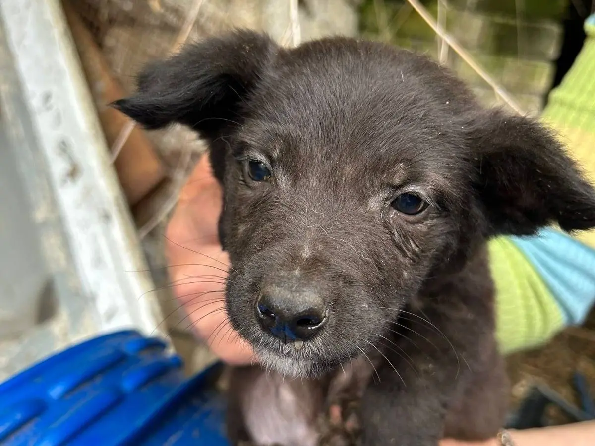 Adozione cane, maschio, Razza sconosciuta Razza sconosciuta, 8 mesi, taglia media contenuta, Caserta