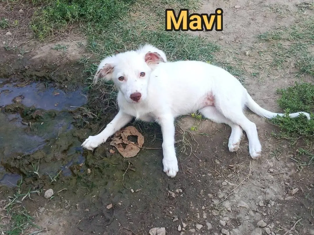 Adozione cane, femmina, Razza sconosciuta Razza sconosciuta, 4 mesi, taglia piccola, Caserta