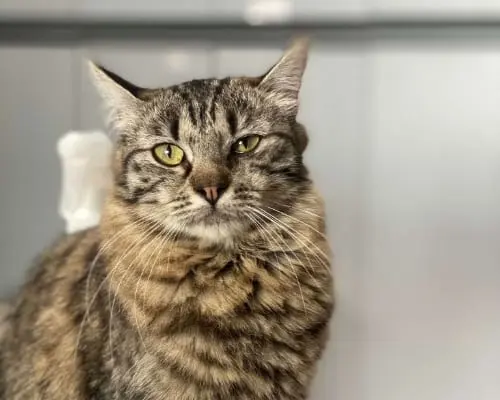 Adozione gatto, femmina, meticcio, 5 anni e 5 mesi, taglia non valida, Milano