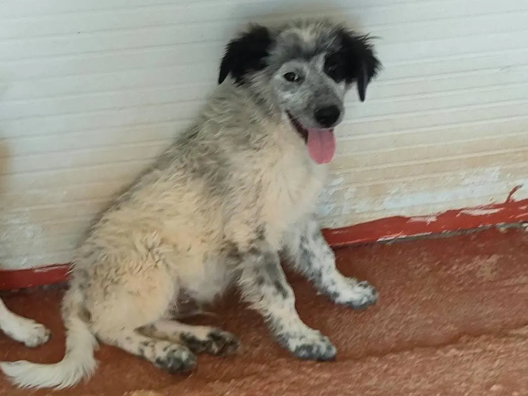 Adozione cane, maschio, Razza sconosciuta Razza sconosciuta, 1 anno e 8 mesi, taglia grande, Foggia