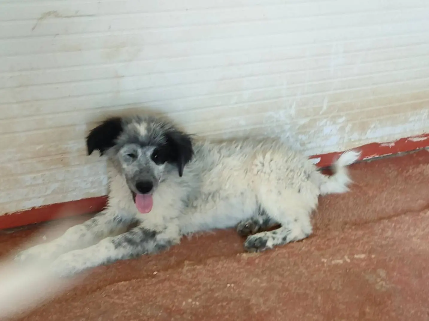 Adotta un cane, maschio, 1 anno e 8 mesi, Foggia