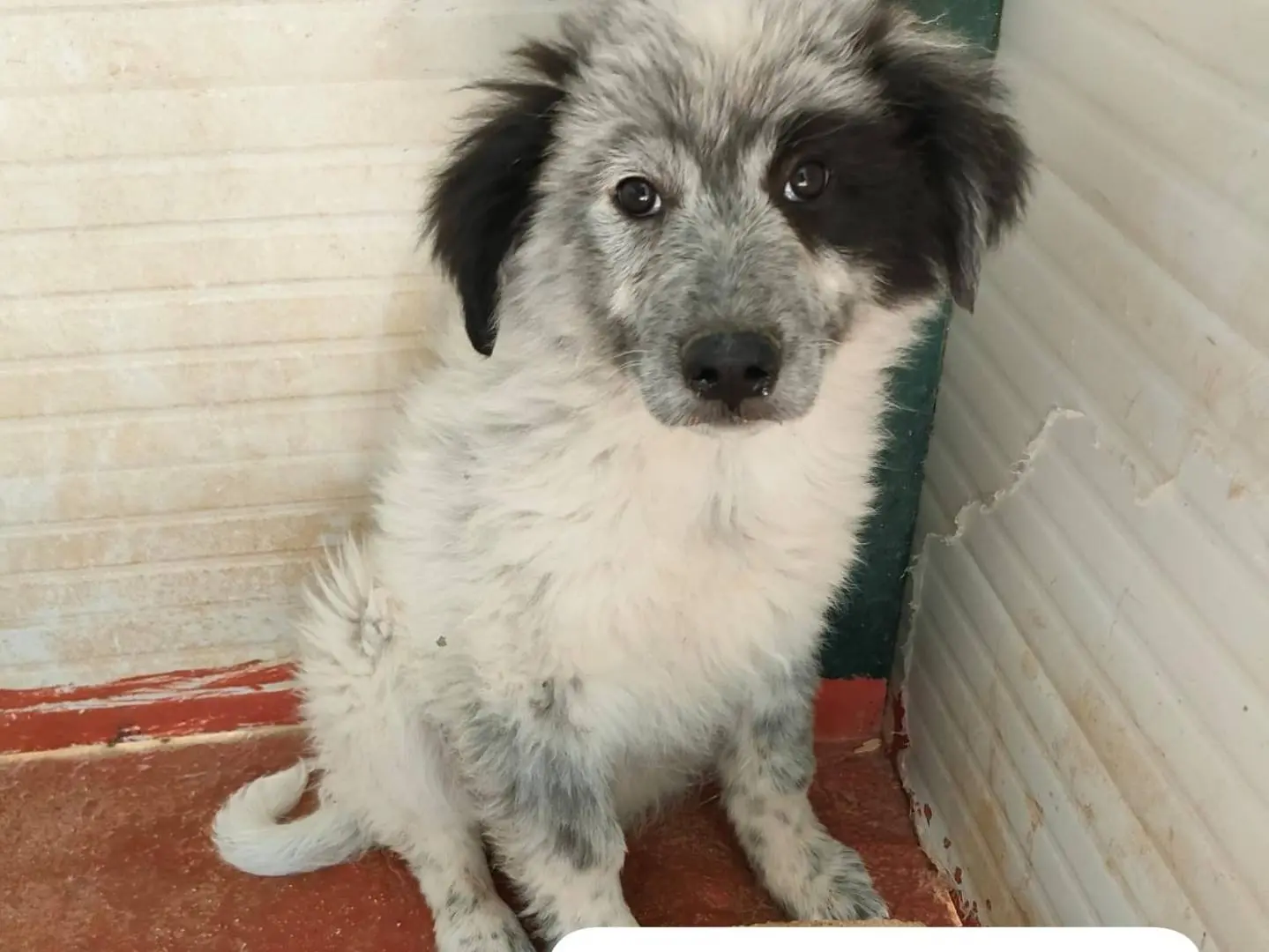 Adotta un cane, taglia grande, maschio, Foggia