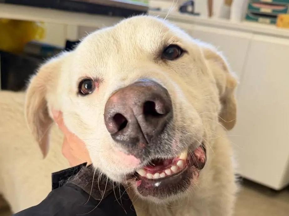 Adotta un cane, maschio, 5 anni e 9 mesi, Crotone