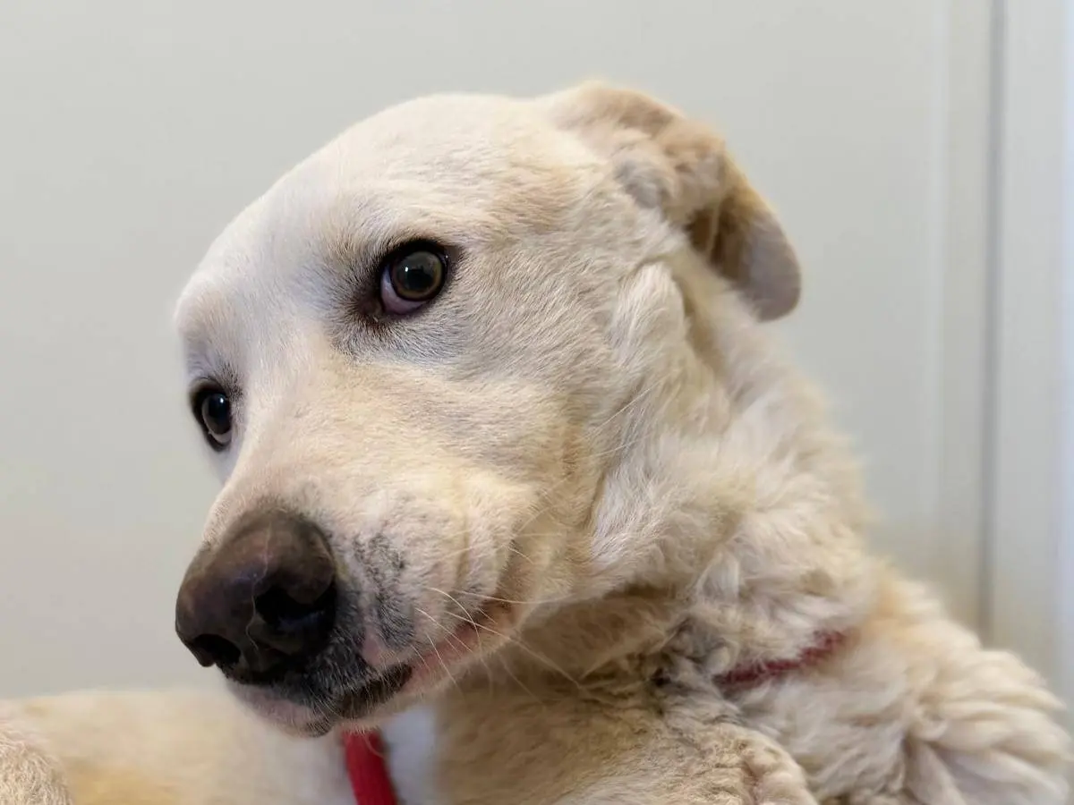 Adotta un cane, taglia grande, maschio, Crotone