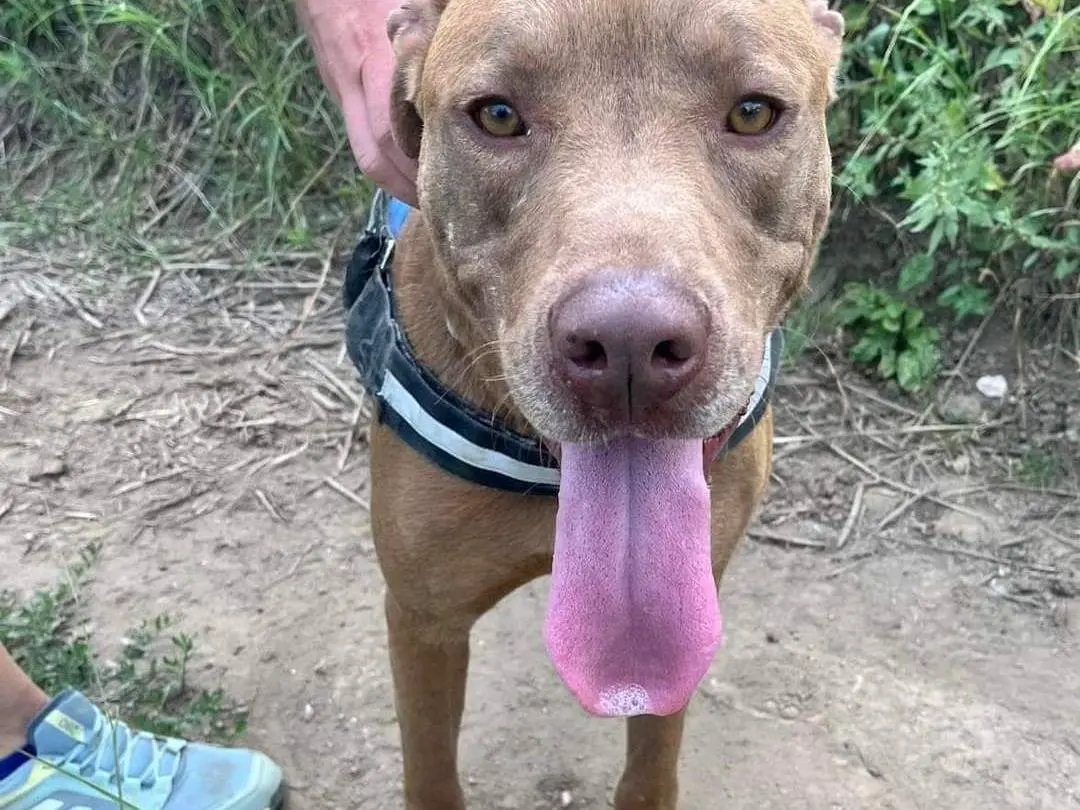 Adotta il cane Milo a Napoli