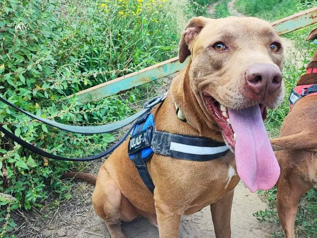 Adozione cane, maschio, Pitbull, 6 anni e 6 mesi, taglia grande, Napoli