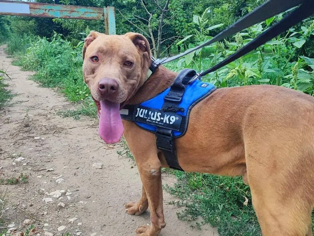 Adotta un cane, taglia grande, maschio, Napoli
